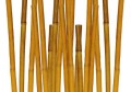 CANNA BAMBOO H 210  24/26mm