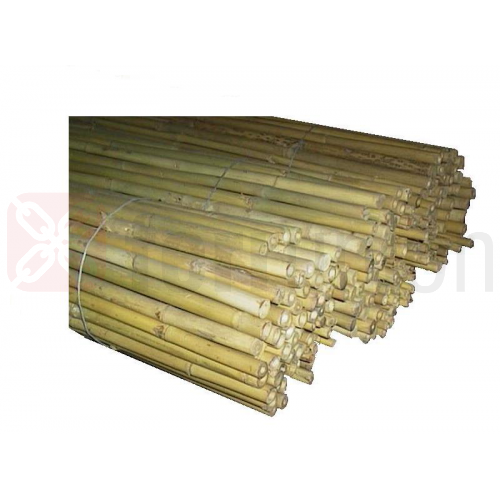 canna-bamboo.png